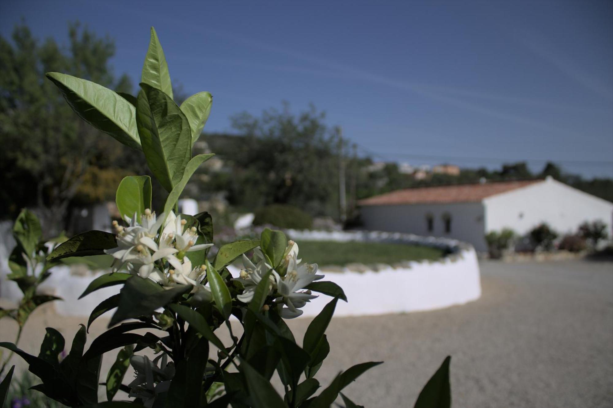 Suite Swimming Pool Quinta Da Eira 140 Years Old Loulé Exterior foto